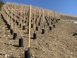 Viticulture : accord provisoire sur la prolongation des autorisations de plantation jusqu’en 2045
