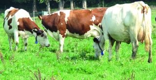 Mise à l’herbe : le seuil de 300° atteint en plaine et piémont