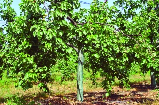 Arboriculteurs en situations critiques 