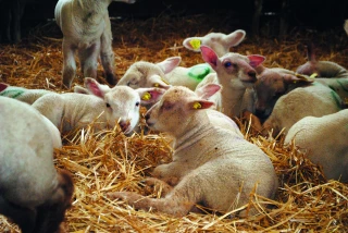 En bergerie, allonger  la lactation coûte cher