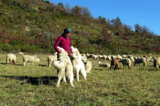 Des éleveurs recenseurs des chiens de protection