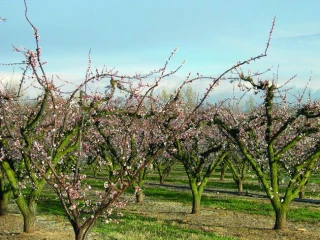 Gel du printemps 2020 : dégrèvement de la TFNB