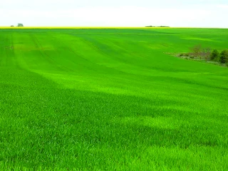 Alimentation en soufre du blé et de l’orge,  le risque de carence est important cette année