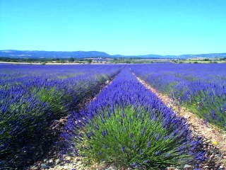 Formations plantes à parfum, aromatiques et médicinales
