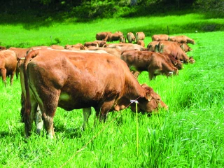 Le pâturage tournant,  un choix gagnant
