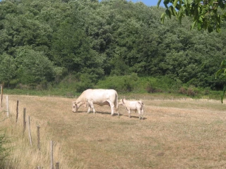 La Région reconduit son aide « sécheresse »