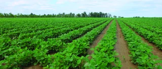 Inoculation du soja : produits et recommandations