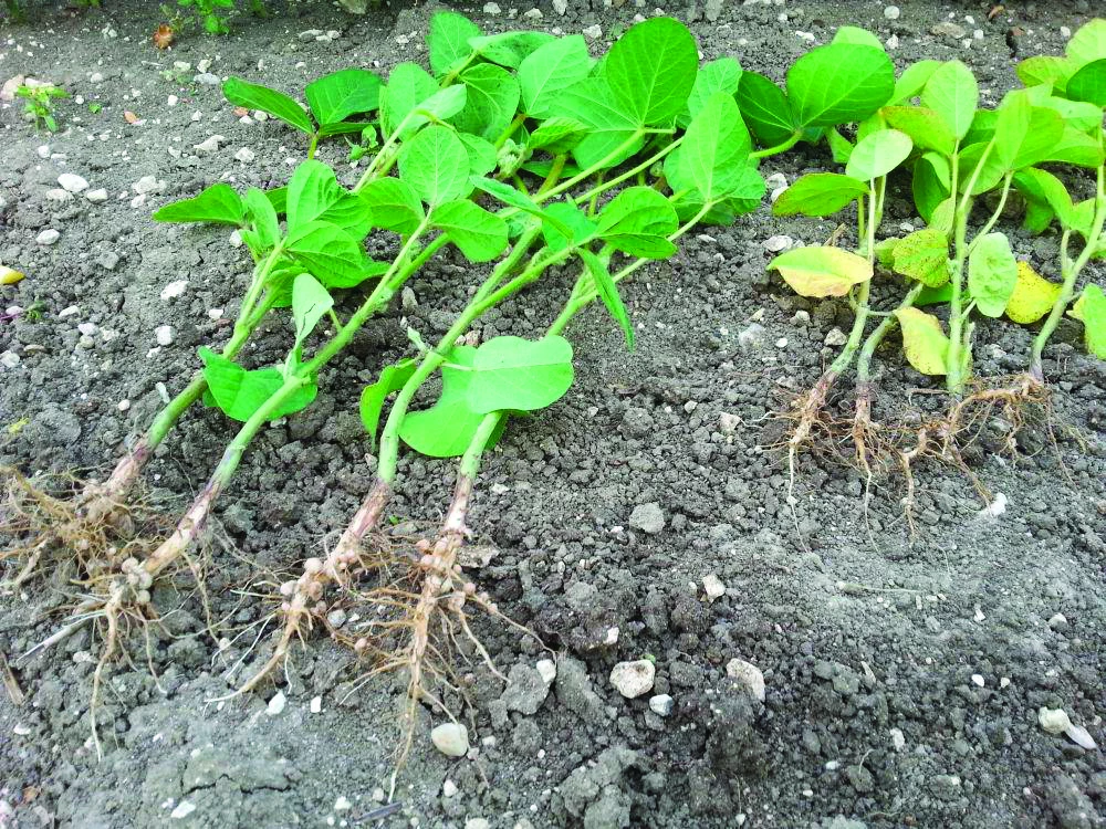 Précautions : Terres Inovia déconseille explicitement deux inocula :