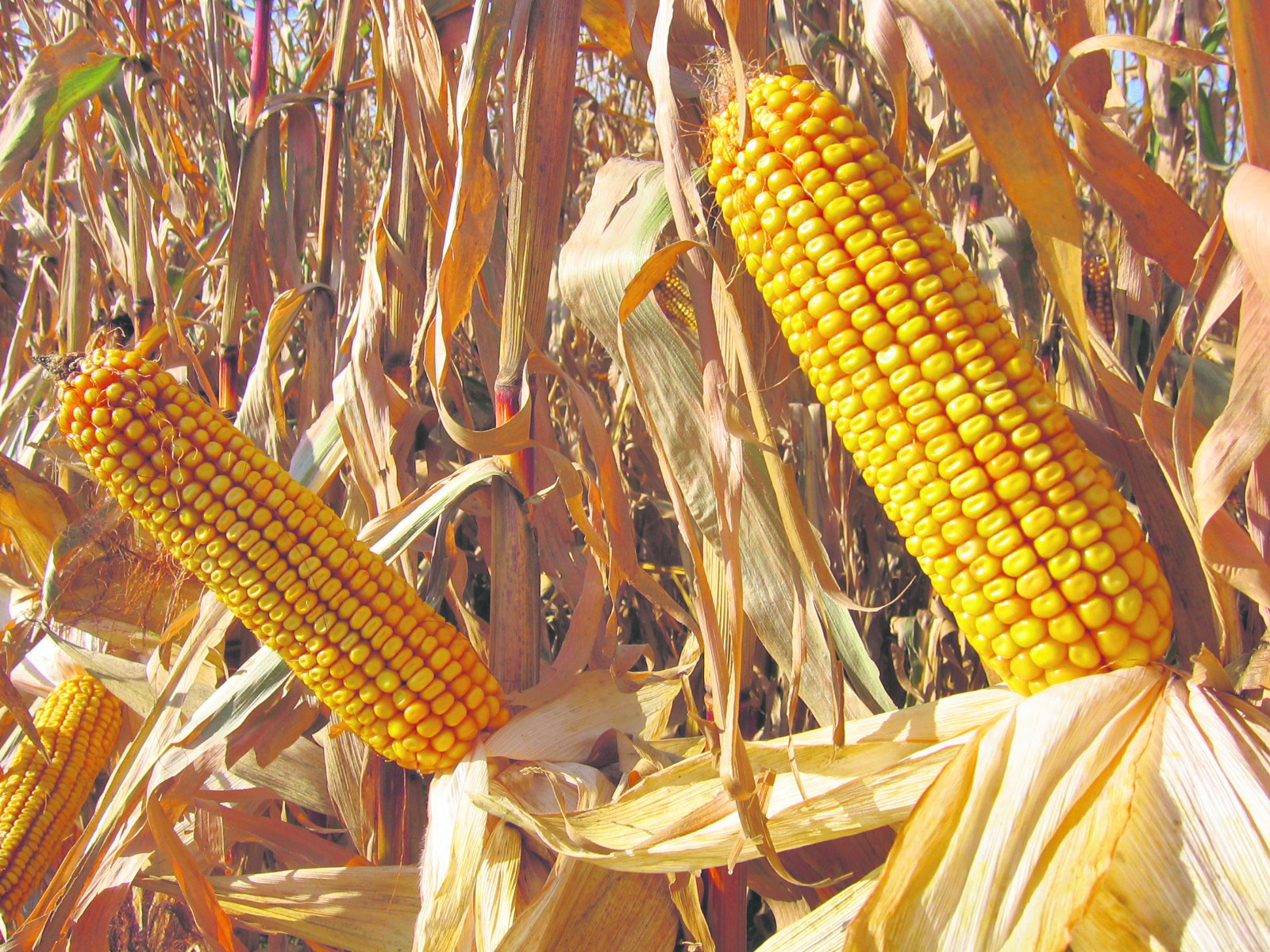 Les variétés de maïs grain passées en revue