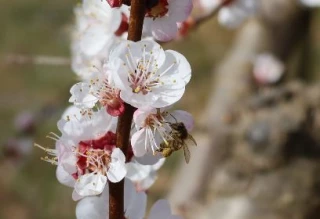 Survapi : collaboration renforcée entre arboriculteurs et apiculteurs 