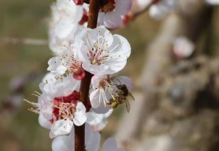 Survapi : collaboration renforcée entre arboriculteurs et apiculteurs 