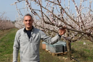 Des abeilles en renfort dans les vergers