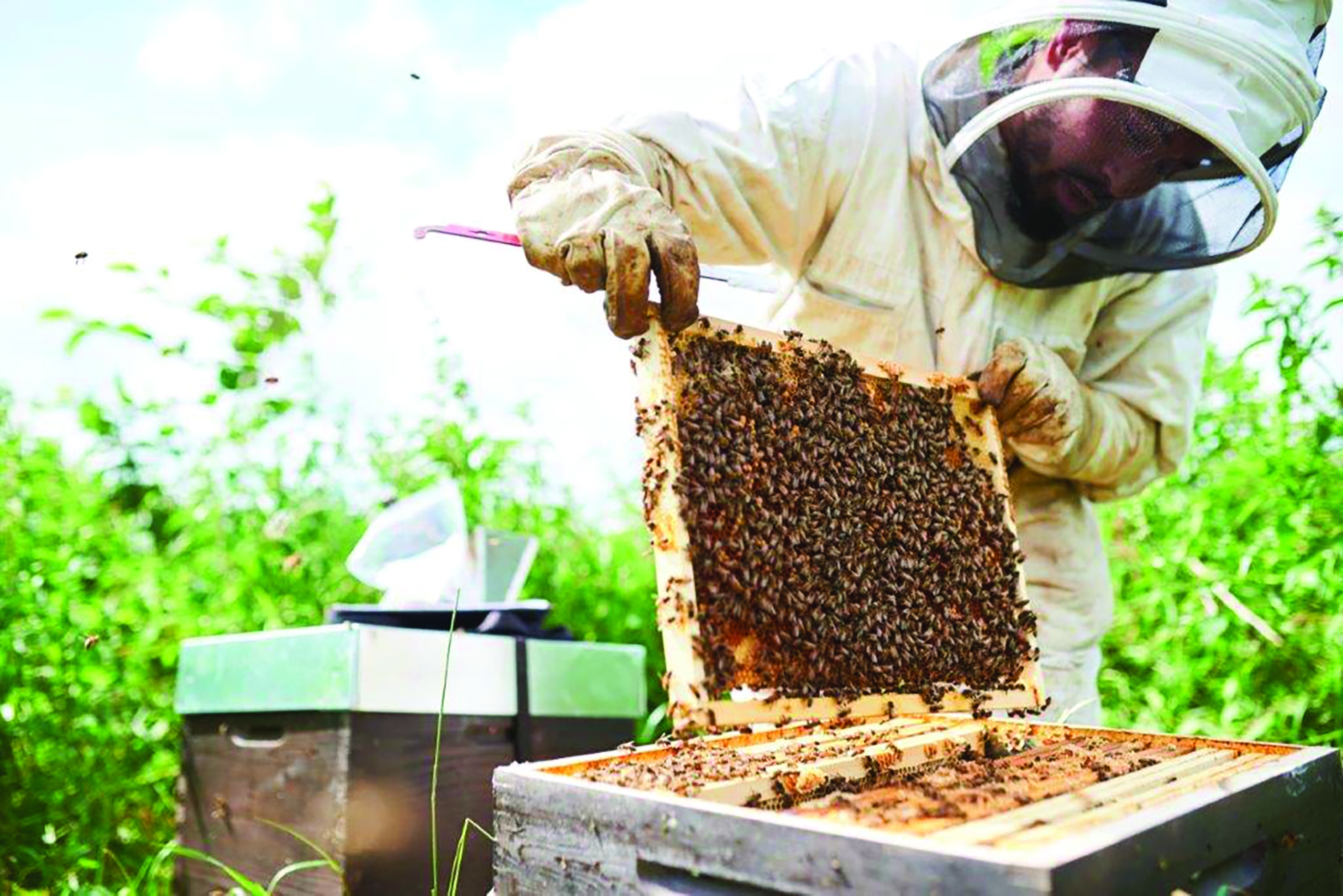 La filière apicole française  cherche un second souffle