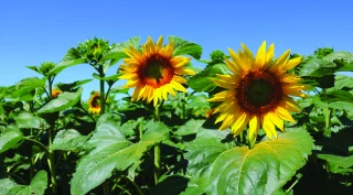 Le tournesol, une culture  à forte capacité d’adaptation