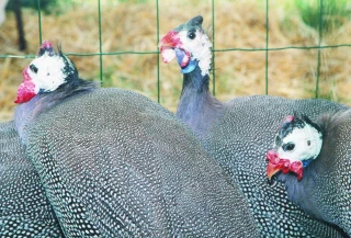 Canards, pintades, cailles et pigeons : une aide pour les éleveurs