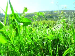 Pousse de l’herbe : l’écart se creuse entre plaine et montagne