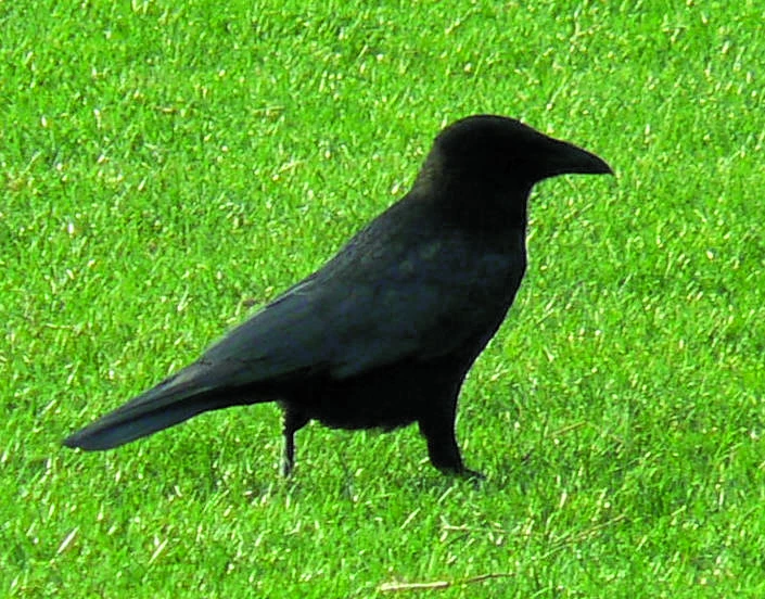 Signalez vos dégâts d’oiseaux !