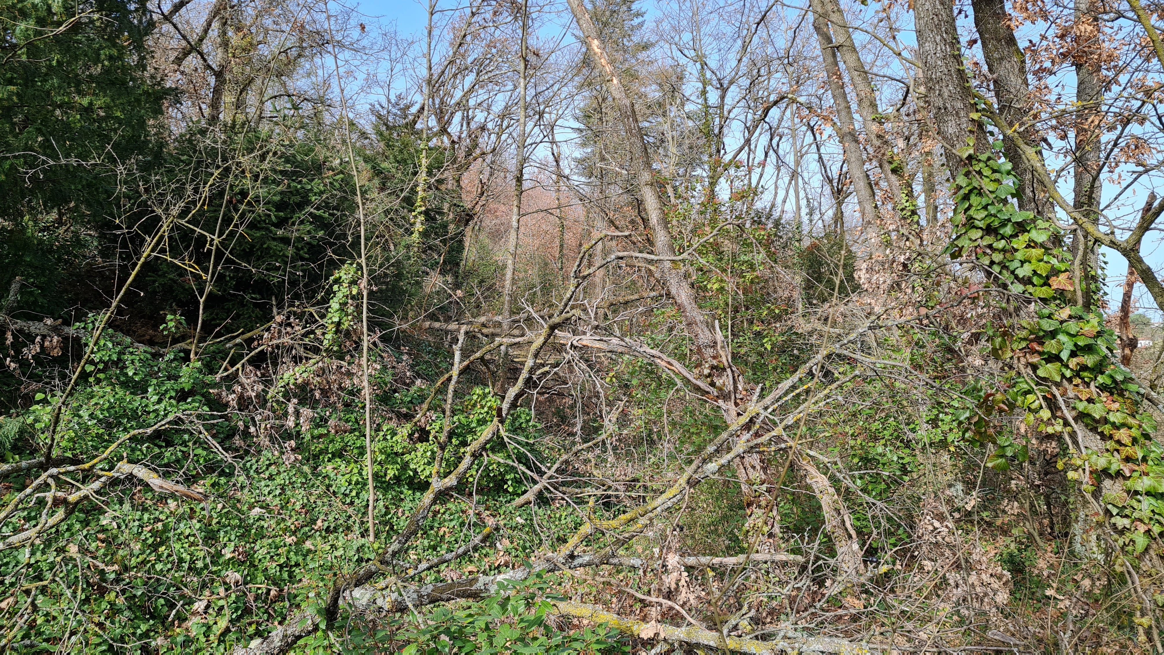 Une forêt drômoise impactée par le changement climatique