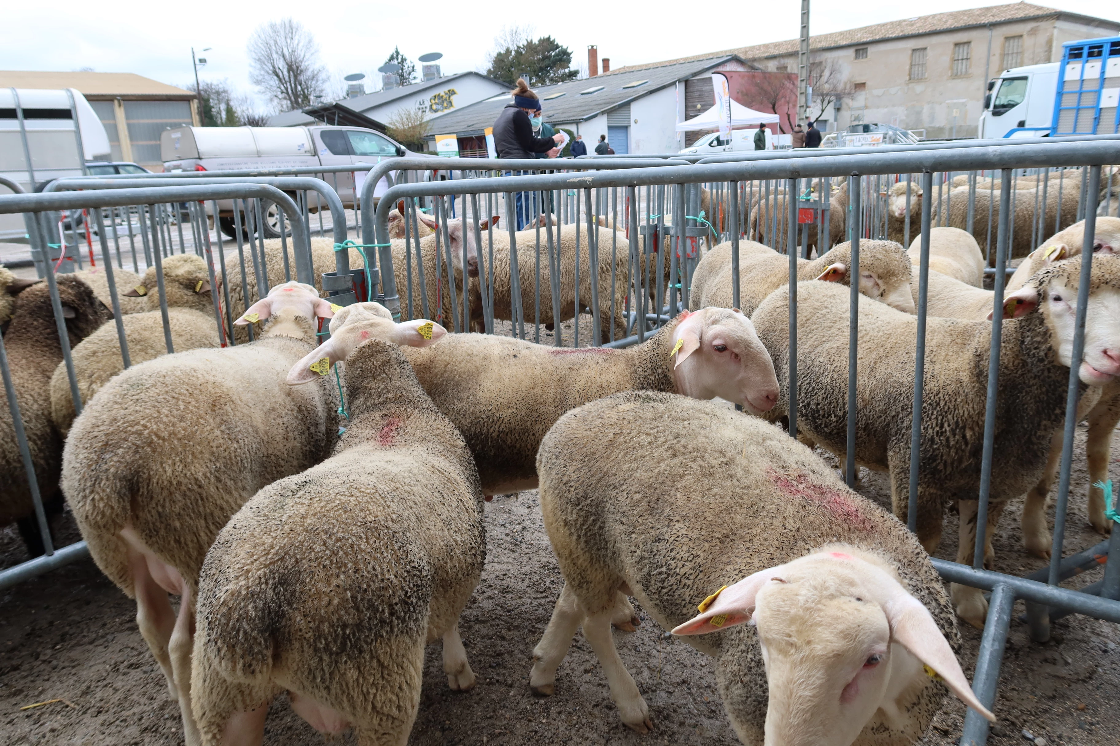 Foire aux béliers