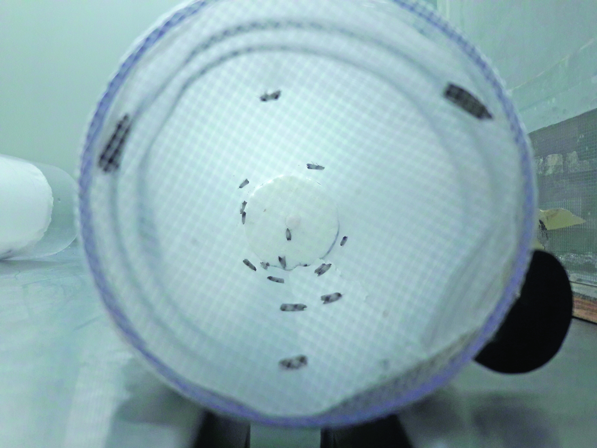 La technique de l’insecte stérile pour lutter contre les ravageurs