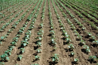 Avec un semis soigné, votre tournesol exprimera son potentiel