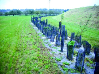 Plan de relance : ouverture du dispositif « Plantons des haies »