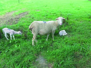 Plan départemental ovin : c’est la dernière année !