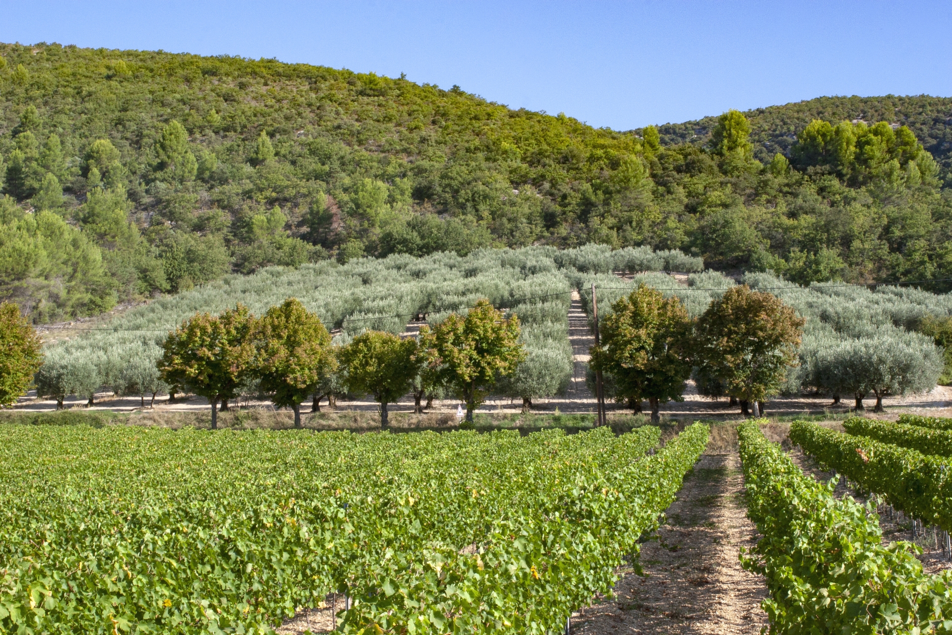  Changement climatique : les agriculteurs des Baronnies provençales accompagnés