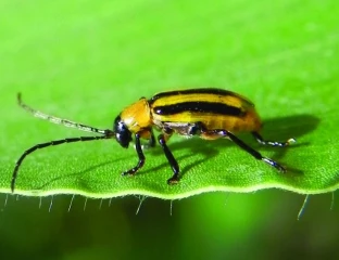 Chrysomèle du maïs : à la veille  des premiers dégâts significatifs