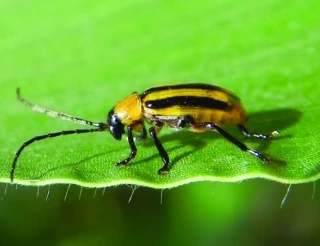 Chrysomèle du maïs : à la veille  des premiers dégâts significatifs