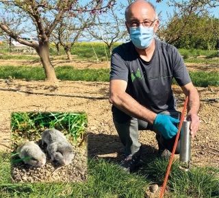  Campagnols : lutter avant d’être envahi dans les vergers