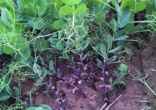 Gestion des maladies aériennes du pois et de la féverole