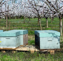 Ruchers : la visite de printemps, c’est maintenant