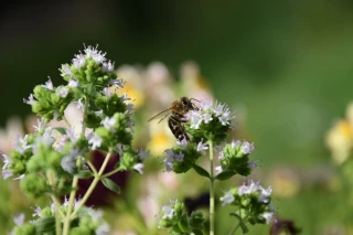 Quels procédés pour optimiser la conservation  des Ppam séchées ?