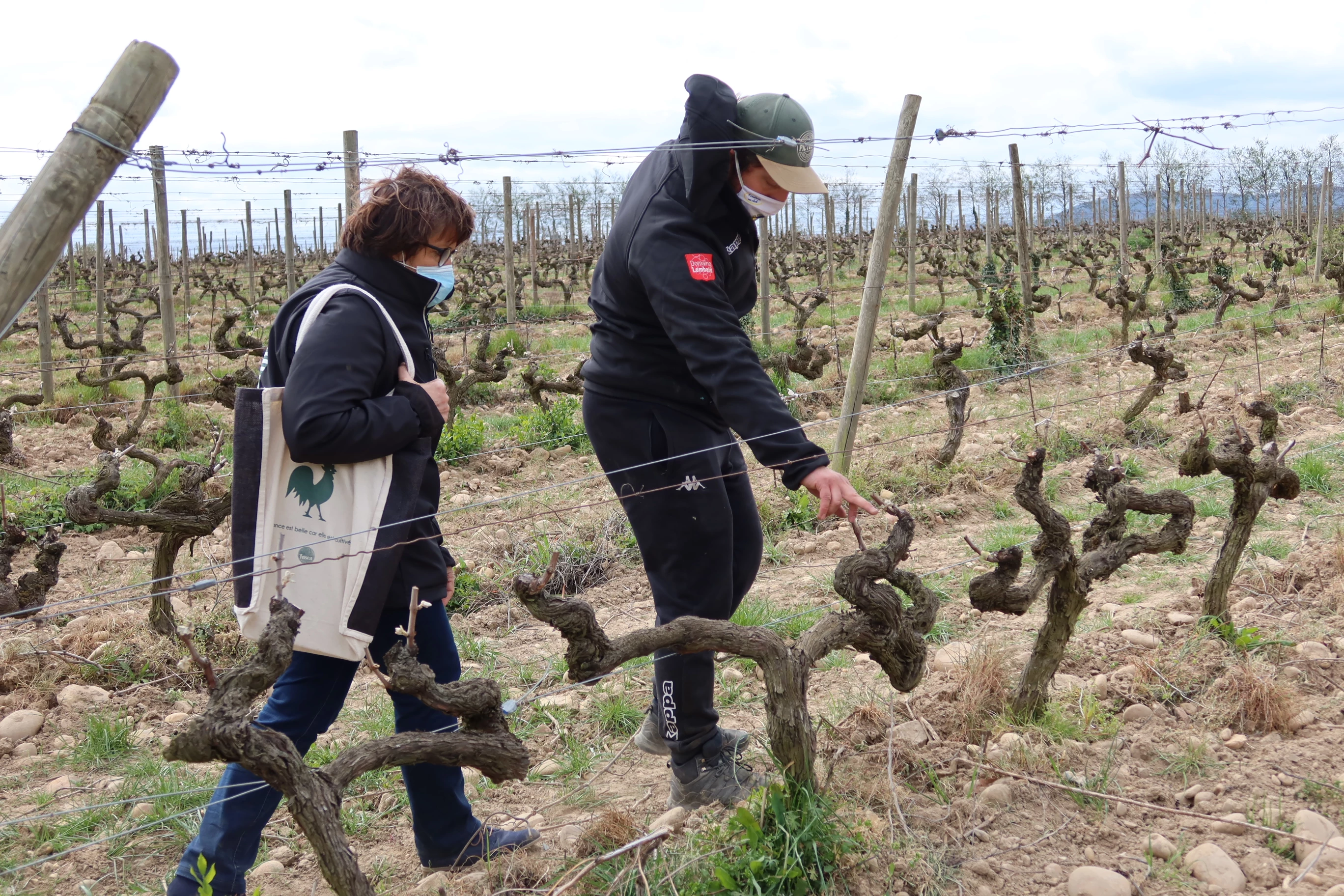 Les vignes très impactées au sud-ouest du département