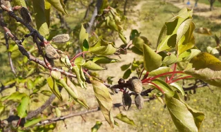 Le pire gel depuis les années 1970