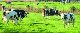 Pousse de l’herbe : La sécheresse devient inquiétante