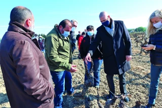 Une perte de récolte historique pour la viticulture