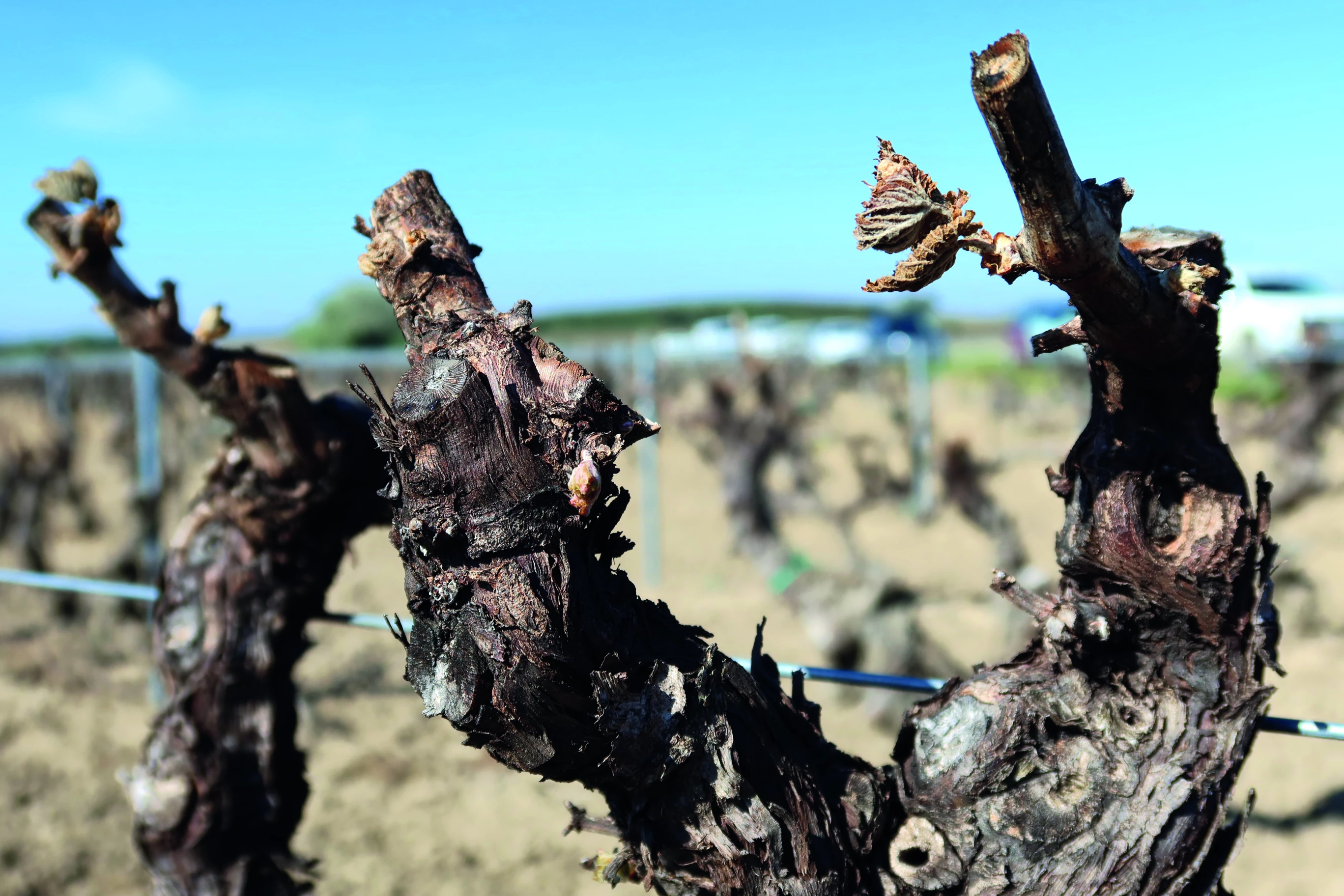 Conduite des vignes gelées : protection allégée dans une certaine mesure 