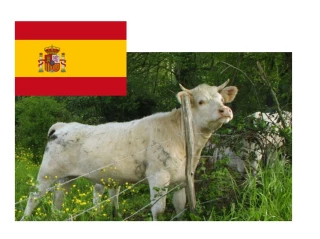 Un foyer d’ESB découvert en Espagne