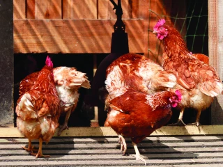 La filière œuf du Sud-Est cherche des producteurs 
