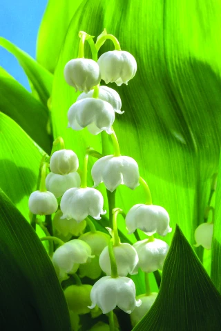 Le muguet, un porte-bonheur qui se fête !