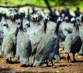 Dépôt des demandes d’aide jusqu’au 21 mai