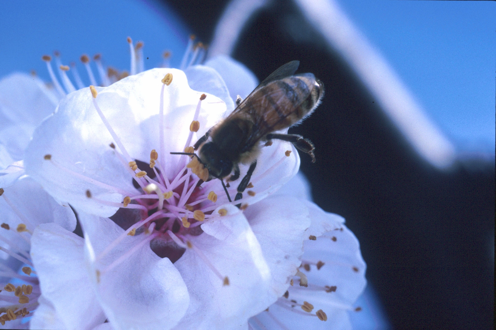 Plan pollinisateurs : tensions dans l’interprofession apicole