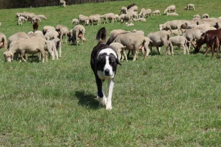 Chiens de protection : une charge mentale trop lourde pour les éleveurs