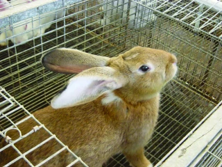 Des perspectives 2021 en demi-teinte en filière cunicole