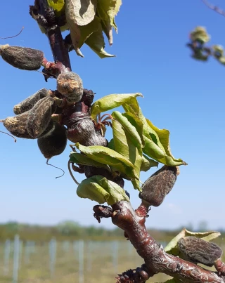 Gel : “ Nous estimons entre 62 000 et 65 000 ha de cultures touchés”