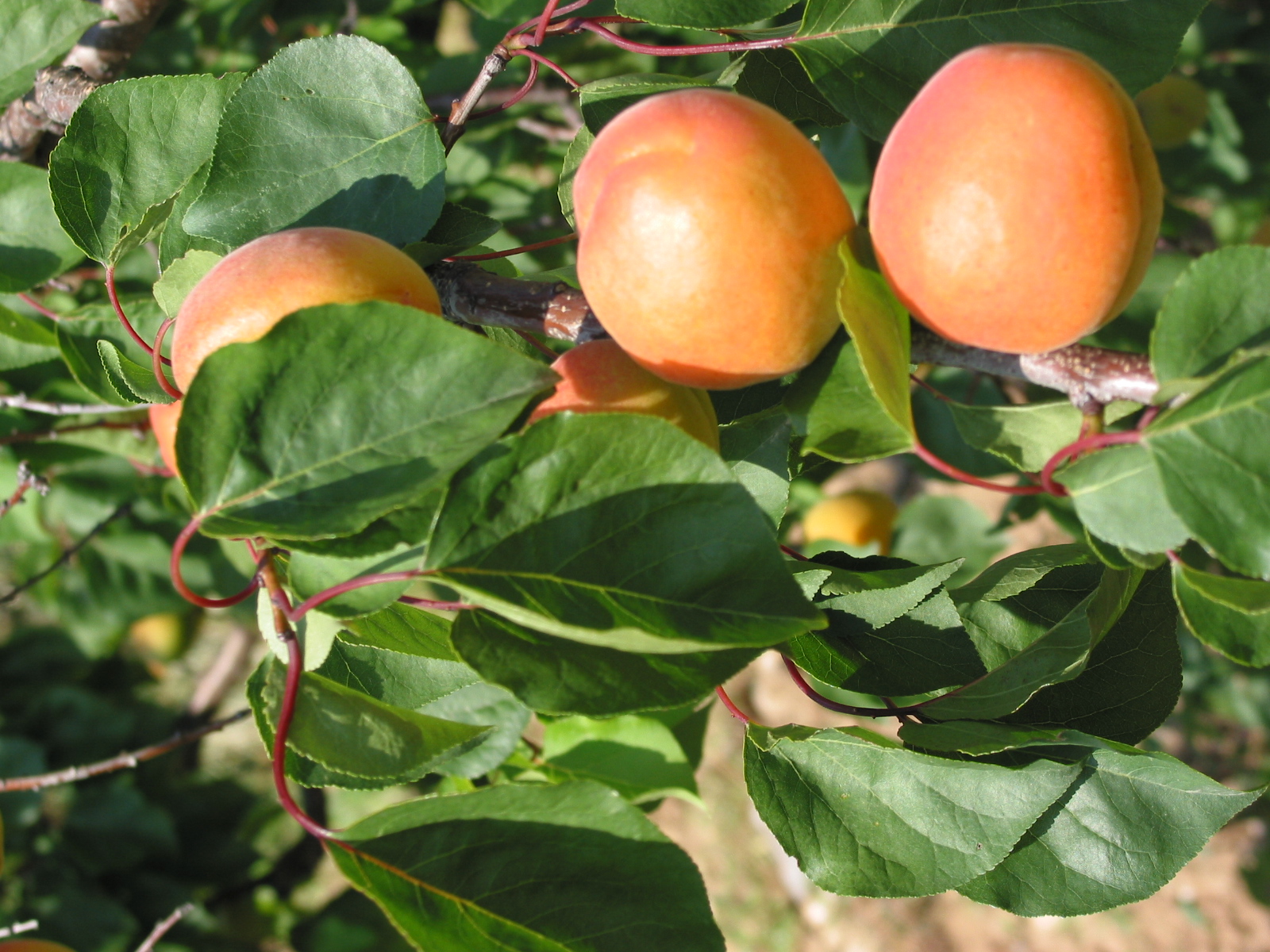 Abricots : des prévisions de récolte au plus bas dans toute l’Europe