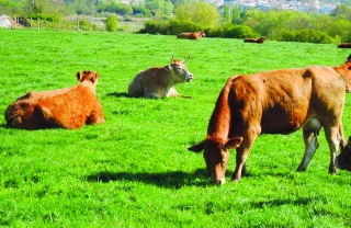 Viande rouge et environnement : pour en finir avec  les contre-vérités