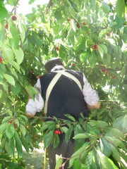 Travail détaché : le procès contre Terra Fecundis démarre ce 17 mai